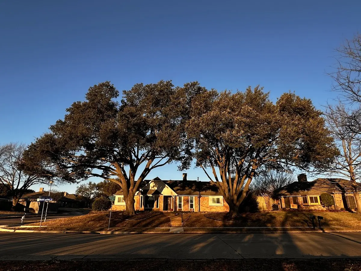 Established residential canopy tree shading a home in Coplay